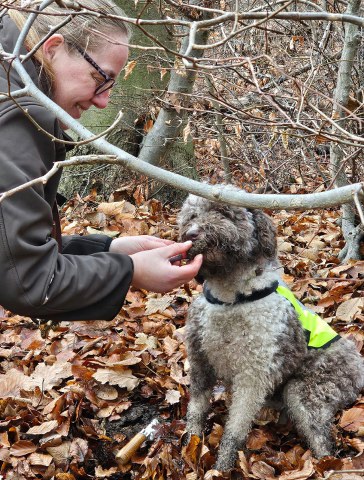 Trüffel in Deutschland