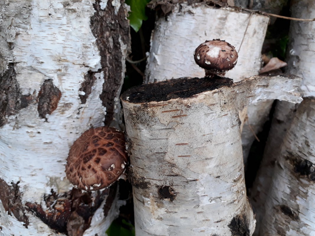 Pilze selbst züchten