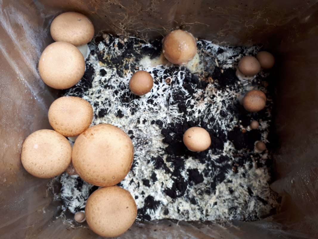 Pilze selbst züchten